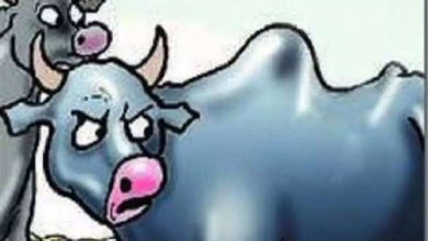 Photo of स्कार्पियो से आए चोर भैंस खोलकर ले गए