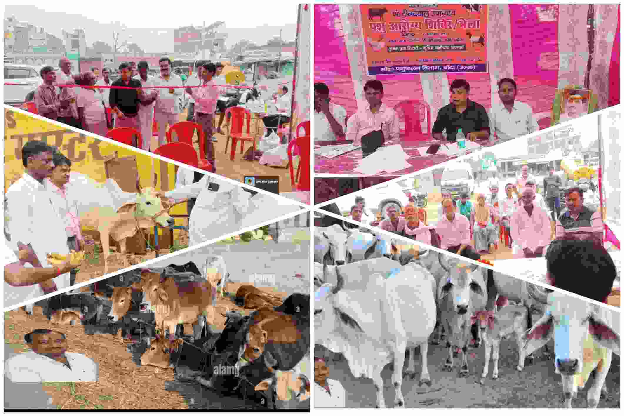 ग्रामीण क्षेत्र में आयोजित पशु स्वास्थ्य शिविर का कोलाज, जिसमें किसान, अधिकारी, पशुओं की जांच और औषधि वितरण दिखाई देता है।