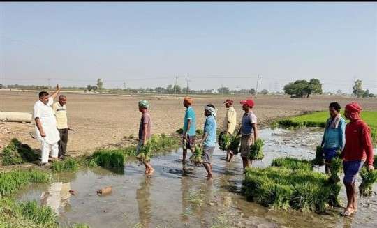 पंजाब के खुले खेत में किसान और मजदूर पक्की मिट्टी में धान की रोपाई करते, आगे अधिकारी निगरानी करता।