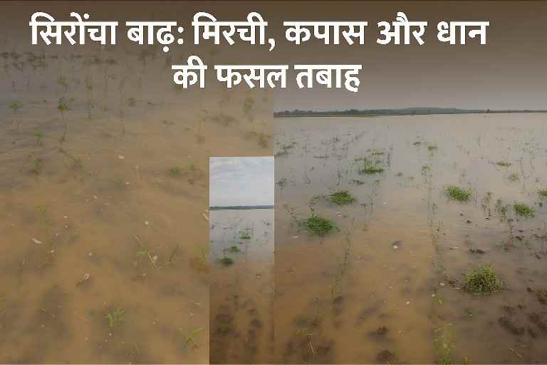 सिरोंचा बाढ़ में मिरची, कपास और धान की फसल डूबी हुई, खेत पूरी तरह पानी में डूबे।