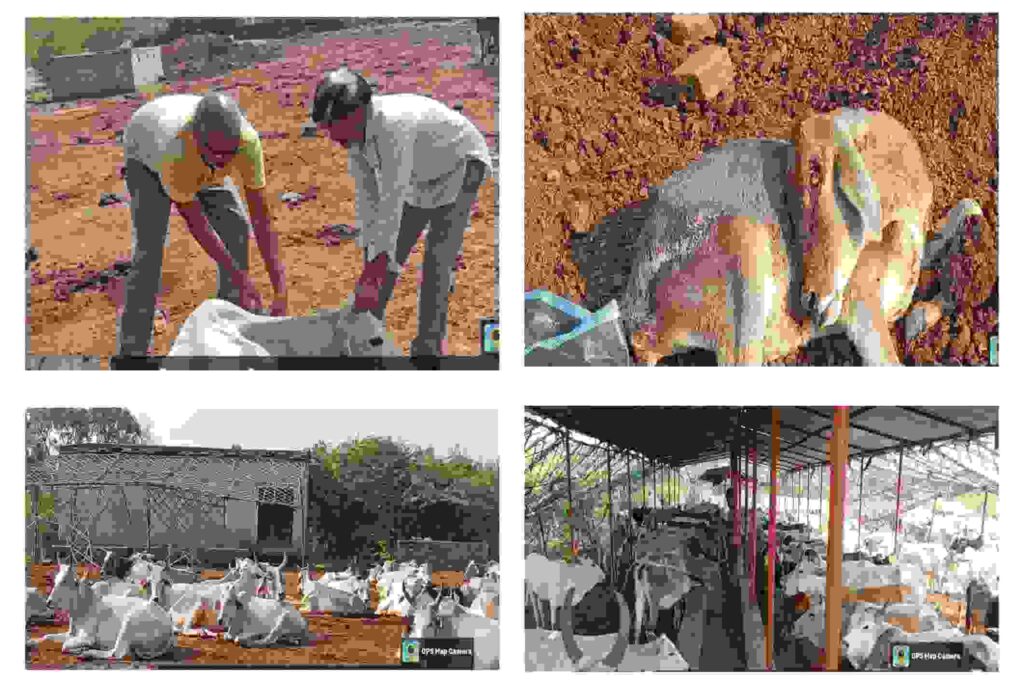 गोशाला में गायों को दवा देते हुए कर्मचारी, घायल गाय, खुले में बैठी गायें, आश्रय में गाय
