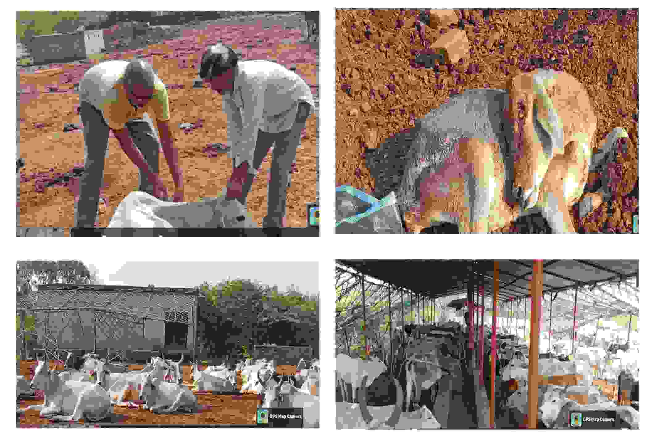 गोशाला में गायों को दवा देते हुए कर्मचारी, घायल गाय, खुले में बैठी गायें, आश्रय में गाय