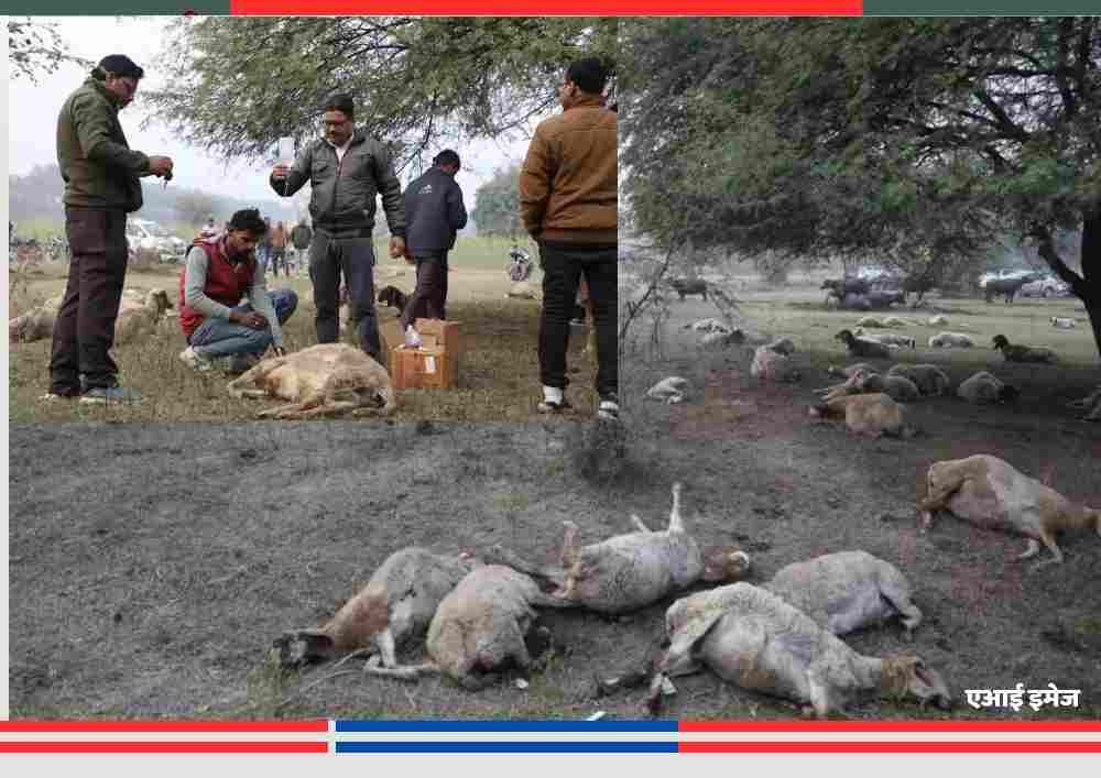 लखनऊ के मड़ियांव थाना क्षेत्र में राष्ट्रीय प्रेरणा स्थल के पास खेतों में पड़ी मृत भेड़ें, मौके पर जांच करते पशुपालन और प्रशासनिक अधिकारी