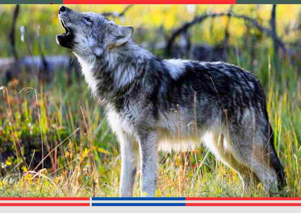 उत्तर प्रदेश के बहराइच जिले के कैसरगंज वन क्षेत्र में पाया गया आदमखोर भेड़िया, जिसके खिलाफ वन विभाग ने विशेष अभियान चलाया