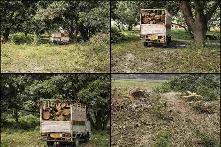 लखनऊ के सरोजिनी नगर क्षेत्र में अवैध लकड़ी कटान के बाद ट्रक में भरी लकड़ियां और कटे हुए पेड़ों के ठूंठ।