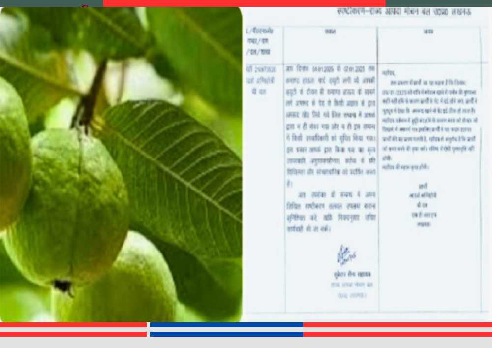 लखनऊ एसडीआरएफ कार्यालय परिसर में लगे अमरूद के पेड़ की प्रतीकात्मक तस्वीर, जहां ड्यूटी के दौरान फल खाने पर सिपाही को नोटिस मिला।