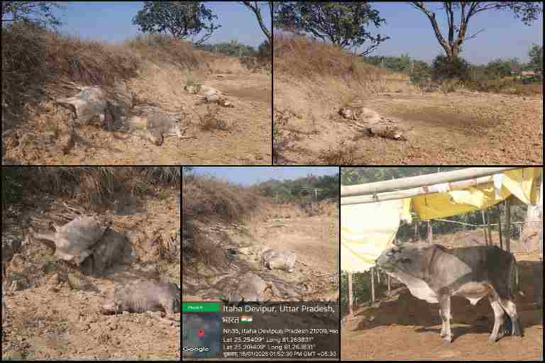 चित्रकूट के करही गांव में गौशाला से मृत गौवंशों को नदी किनारे फेंका गया, भूख-प्यास और लापरवाही से हुई मौतें