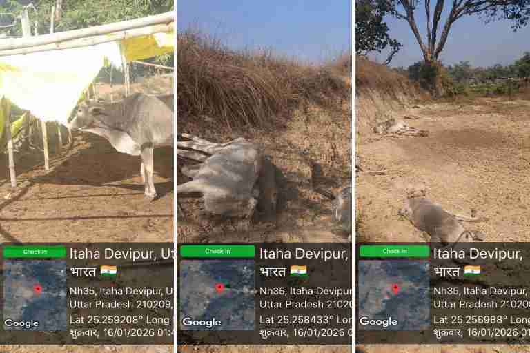 चित्रकूट के मऊ विकासखंड के करही गांव में गौशाला से बाहर नदी किनारे पड़े मृत गौवंश, गौ-संरक्षण नीति की जमीनी विफलता को उजागर करते हुए।