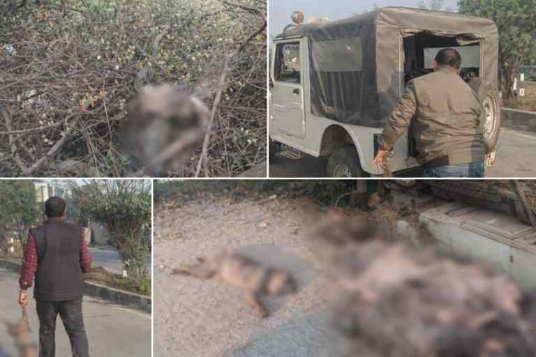 धर्मनगरी चित्रकूट में मृत अवस्था में मिले बंदर, आस्था और प्रशासन से जुड़े सवाल खड़े करती तस्वीर।