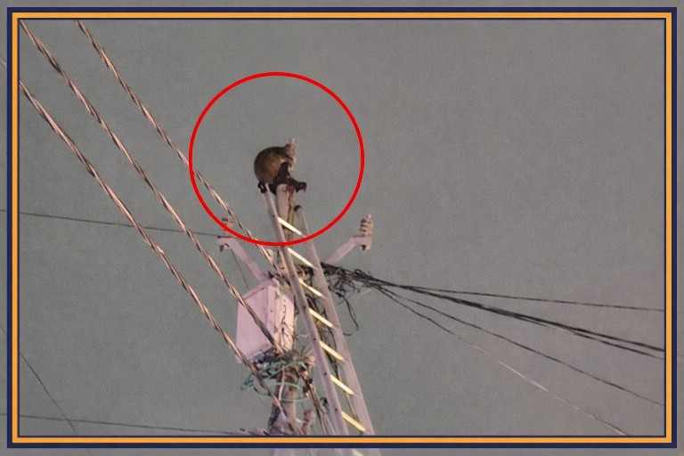 कानपुर में माँ की ममता का दृश्य, बंदर के बच्चे की मौत के बाद उसकी मां पांच दिन तक बिजली के खंभे पर बैठी रही