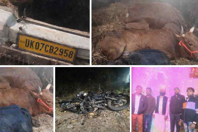 बोलेरो वाहन (नंबर UK07CB2958), पराली में ढंके गौवंश, क्षतिग्रस्त बाइक और मौके पर मौजूद गौसेवकों का लैंडस्केप कोलाज