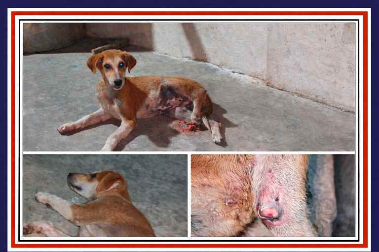 चित्रकूट के कालूपुर गांव में क्रूरता का शिकार हुई कुतिया रूबी, जिसके पैर में गंभीर चोट और बाहर निकली हड्डी दिखाई दे रही है